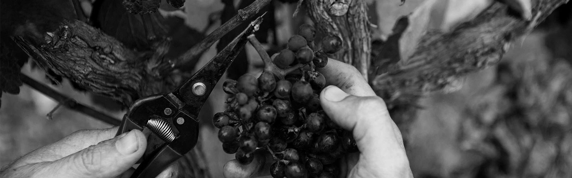 grape picking