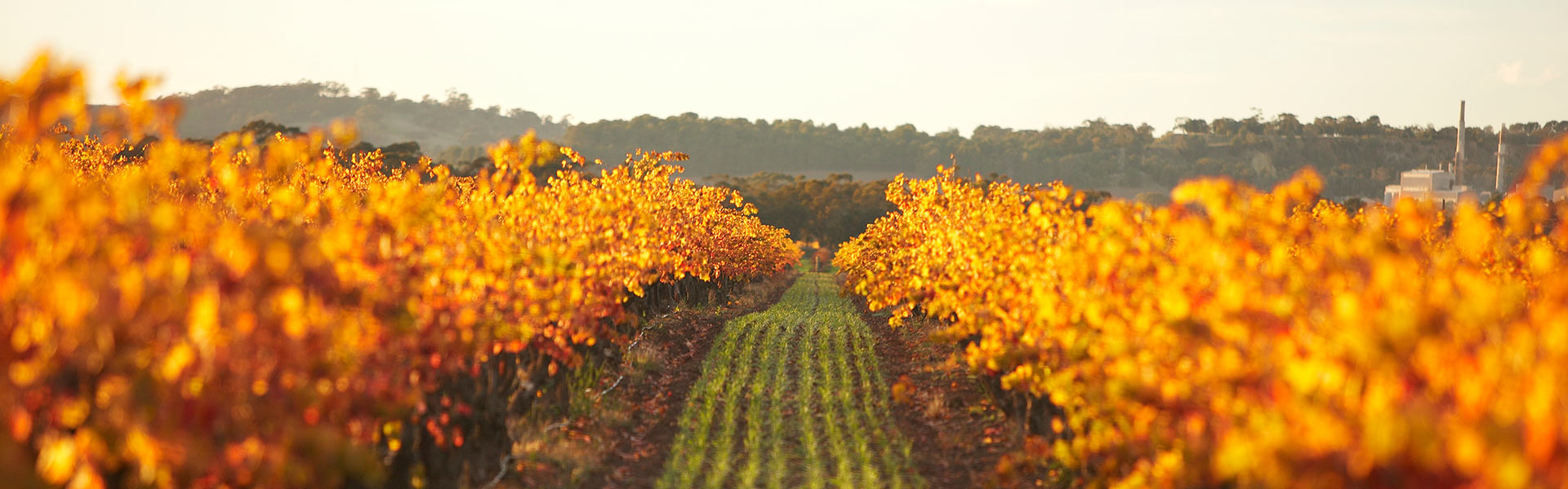 Stories of Saltram: Winemaker’s Selection Barossa Valley Fiano