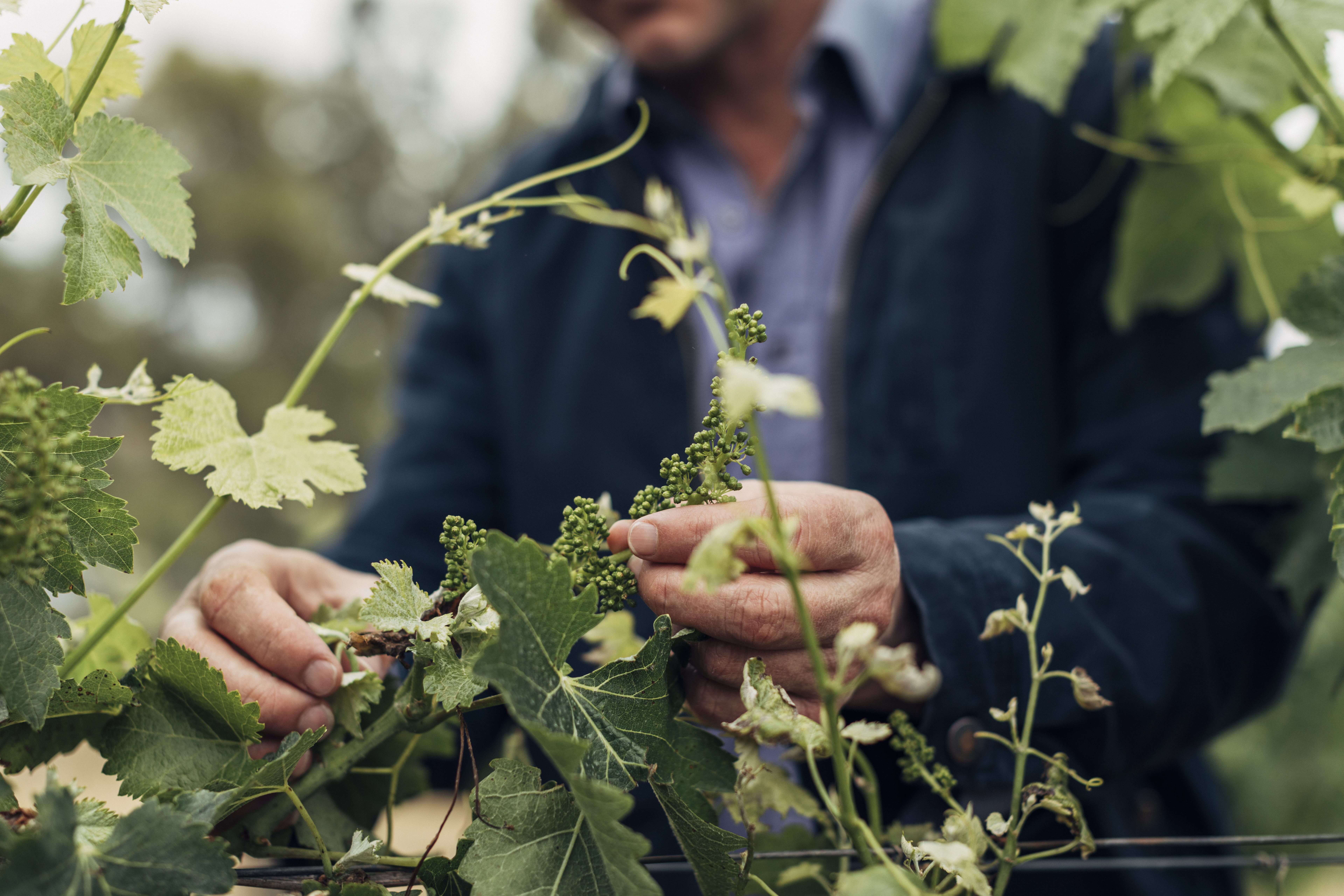 Saltram Cellar Door Tasting