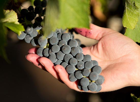 Hand wine grapes
