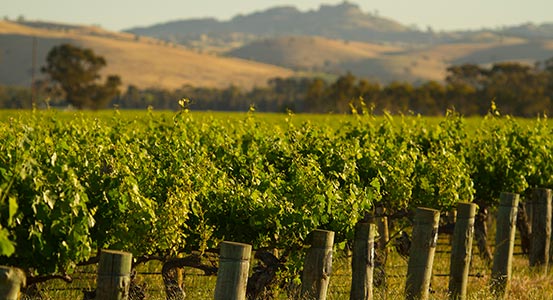 Saltram Hills Vineyard