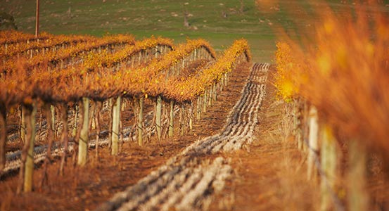 Saltram Autumn Vineyard Vines