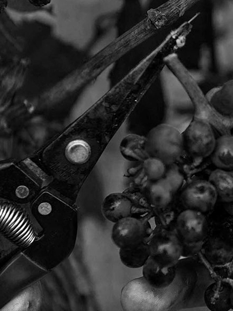 grape picking